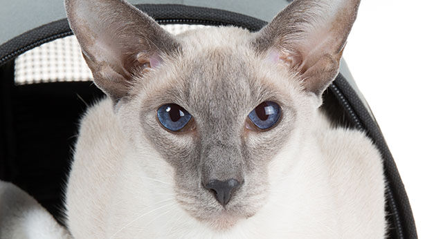 hairless oriental cat